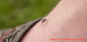 como eliminar zancudos