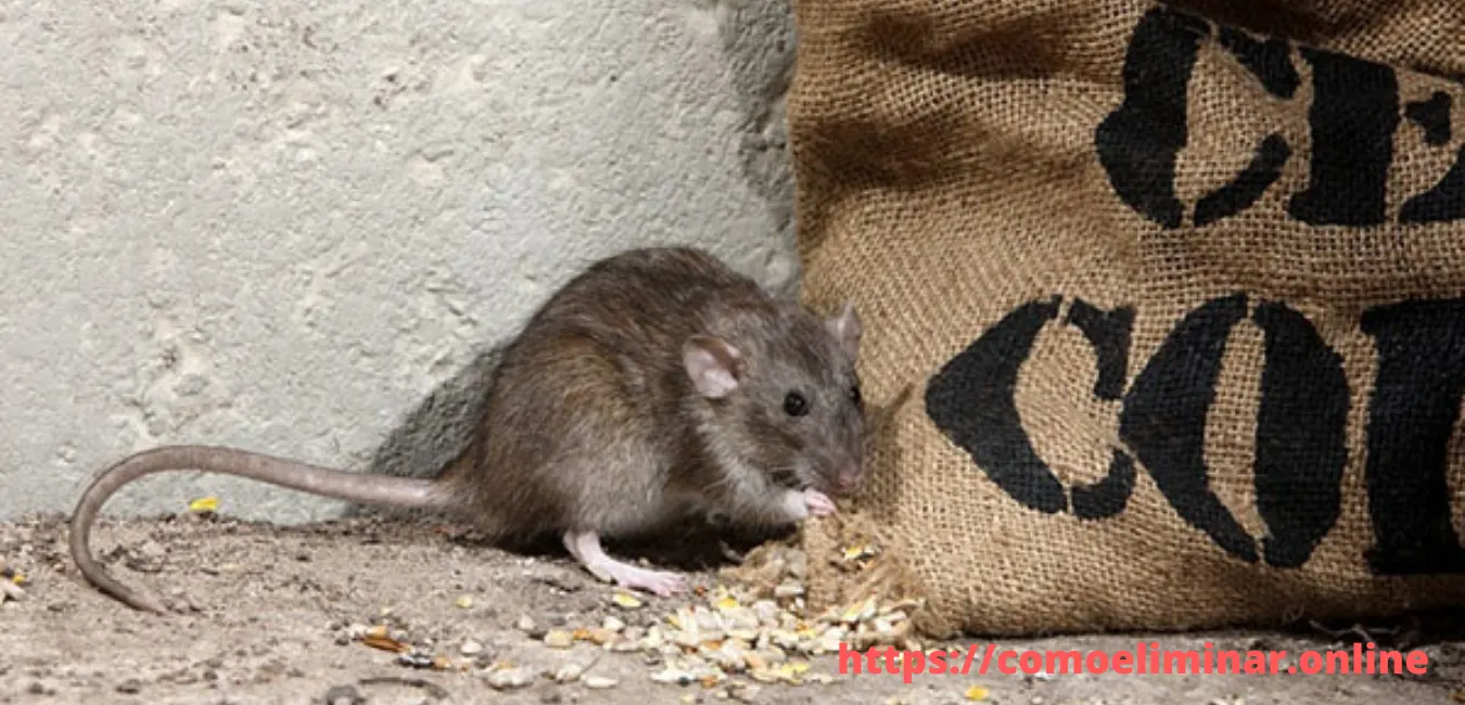 como eliminar ratas