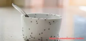como eliminar hormigas en casa