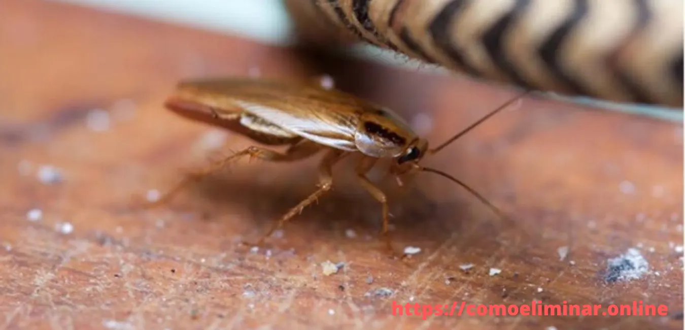 como eliminar insectos